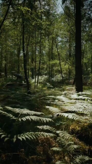 Lleva la energía a cualquier aventura con la nueva estación de energía ultraportátil de 1 kWh de DJI. El modelo DJI Power 1000 Mini te ofrece un rendimiento increíble para que nunca te quedes sin batería, sin importar dónde estés.
Ven a conocerla a nuestras tiendas físicas:
📍 Madrid Norte: Centro Comercial La Vaguada
📍 Madrid Sur: Centro Comercial Westfield Parquesur
📍 Barcelona: Centro Comercial Westfield La Maquinista
📍 Donostia / San Sebastián: Centro Comercial Garbera
🌐 Descubre más detalles en: www.djistoreiberia.com
#DJIPower #Power1000Mini #PortablePowerStation #Setup #CreativeWorkflow #TechGadgets